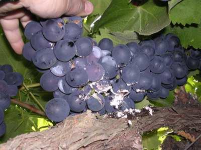 Significant pest of grapes in North and South America, South Africa, Southern Europe, Middle East Discovered in California mid-1990s and rapidly spread Damage Vine