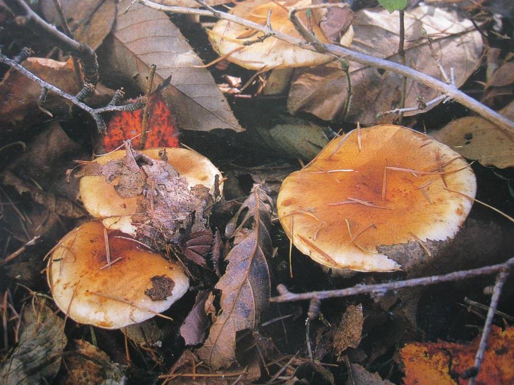 Four species of mushroom
