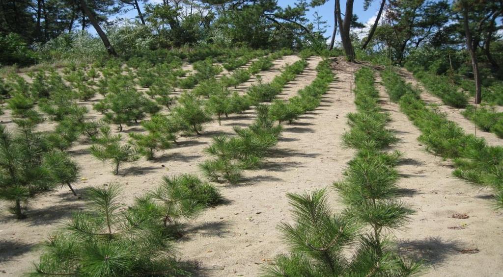 All of pine tree were killed by dessication.