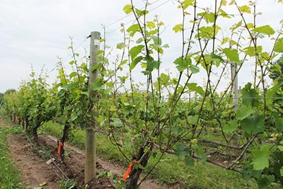 The objective of the experiment was to study how leaf removal timing affects cluster density in Riesling, with the hope that less compact clusters would lower the susceptibility to common fruit rots,