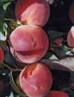 plum cultivars.