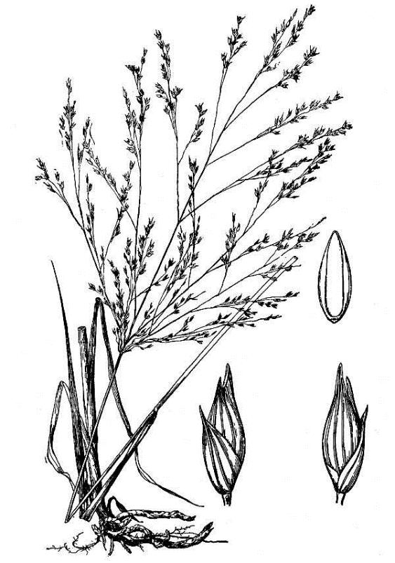 Paniceae Panicum virgatum Switchgrass