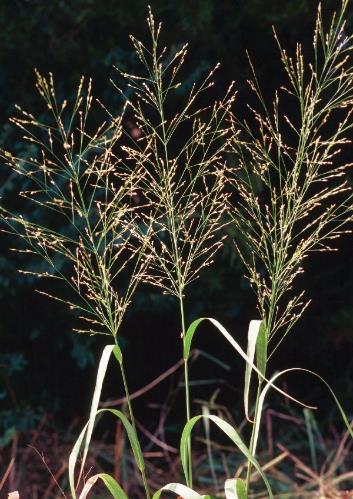diffuse panicle Spikelets toward ends of