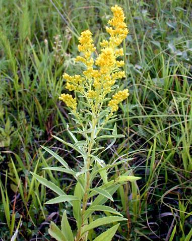 ASTEREAE Solidago missouriensis Missouri Goldenrod herbaceous forb with