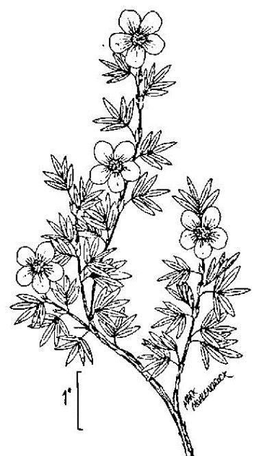 Rosaceae Pentaphylloides fruticosa