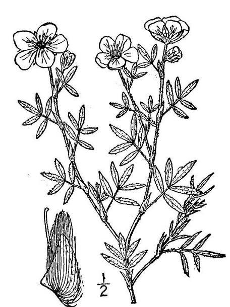 Rosaceae Pentaphylloides