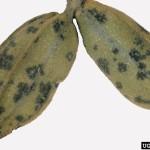 These spots may have a velvety or cracked appearance. Sometimes these spots coalesce forming large, irregularly shaped darkened areas. On nuts, these spots appear to be sunken in.