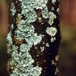 Lichens: Gray to green plant that typically forms crustlike, leaflike, or branching growth on trees.