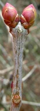 Oleaceae (Olive
