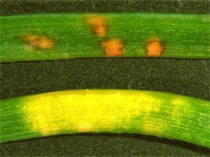 White pine blister rust: simply inherited resistance in sugar pine.