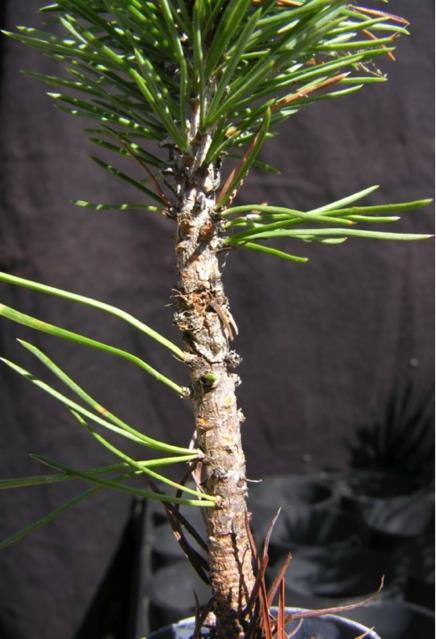 response Susceptible response CR2 found in western white pine (Kinloch et