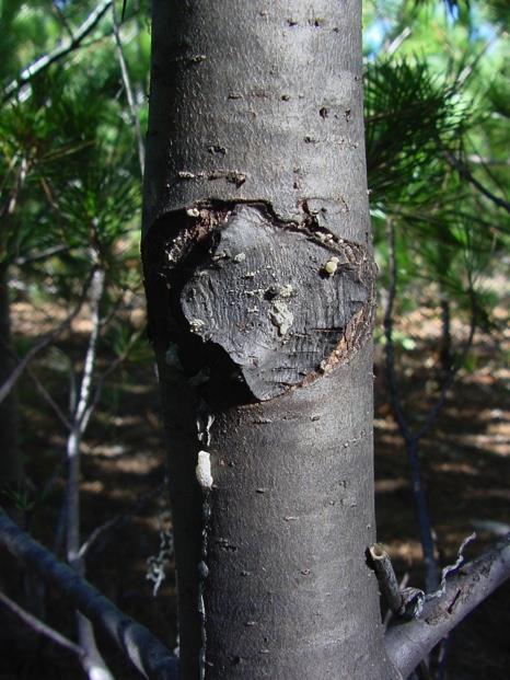 southwestern white pine Non-specific or systemic host reactions aka stem