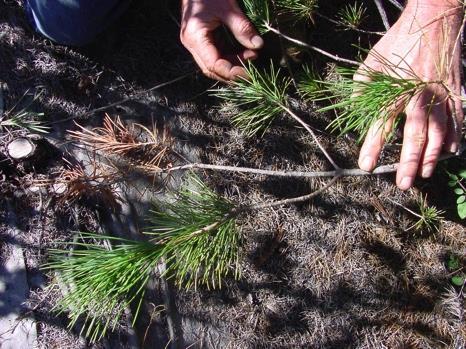bristlecone pine (D. Vogler and A.