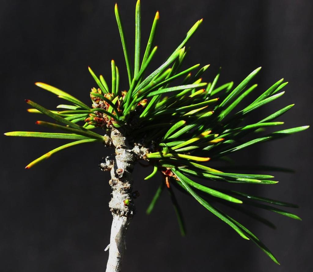 Inoculated whitebark pine, Pinus albicaulis,