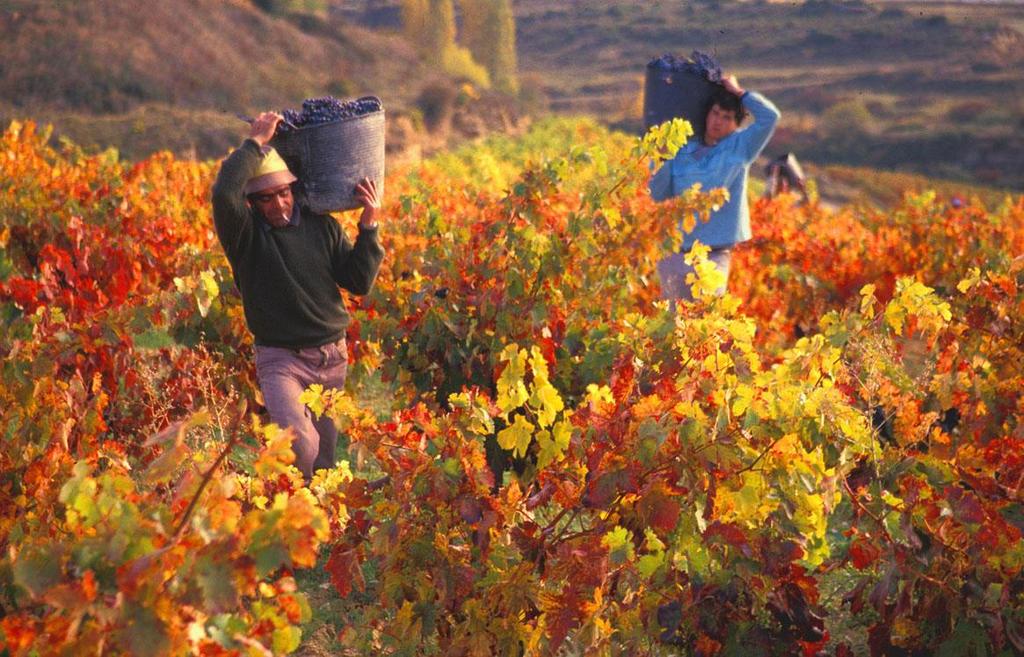 CUSTOM MADE TRAVEL Enjoy the Grape Harvest Fair Savour this Once-in-a-Year Tradition Wednesday 07 to Sunday 11 October The Grape Harvest Fair is a tradition which started many years ago celebrating