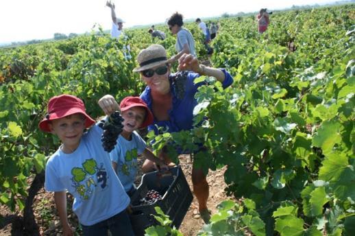 Introduction to your wine harvest days experience in Spain Together with local professionals you will actively take part and understand in a fun way the process of wine making.