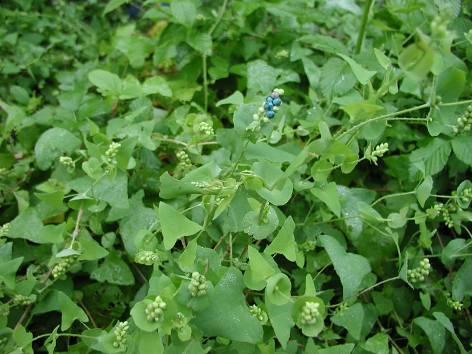Mile-a-Minute Weed - Polygonum perfoliatum Herbaceous, annual, trailing vine
