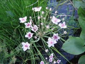 Flowering Rush Butomus umbellatus Perennial, emergent aquatic herb; in shallow