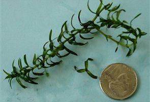 LOOK-ALIKES: Brazilian Waterweed; leaves longer, in whorls of 4-6 (8), bushier in appearance, without tubers. Hydrilla; leaves in whorls of 3-8 with tiny spines along the leaf margins.