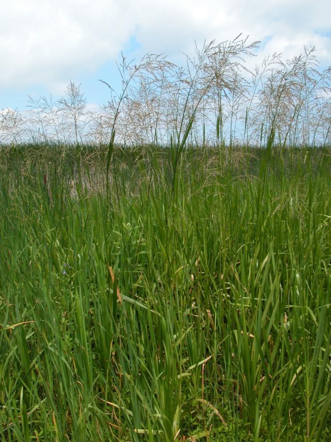 Giant Manna Grass- Glyceria maxima Perennial, rhizomatous grass grows from 1.6-8.2 feet tall.