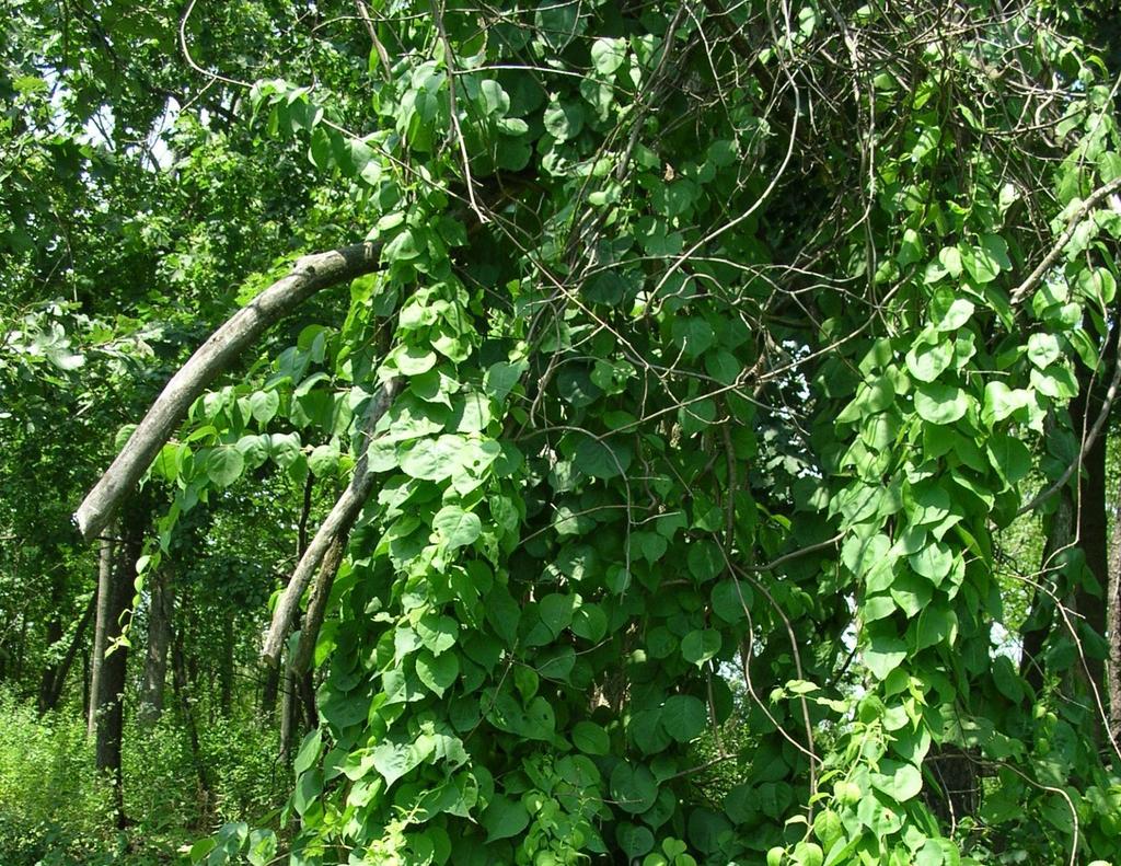 How do I Identify the Invasive Bittersweet from the Native Bittersweet
