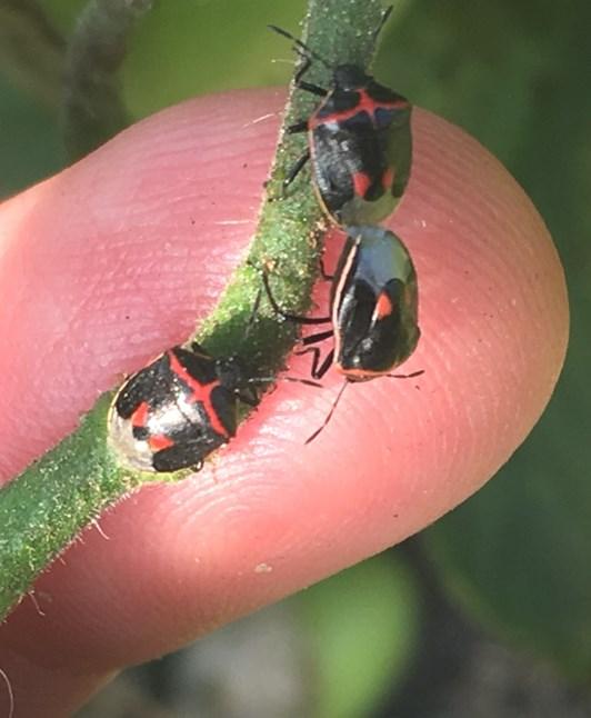 Twice-stabbed stink bugs. Photo by Chris Smedley IPM program scout.