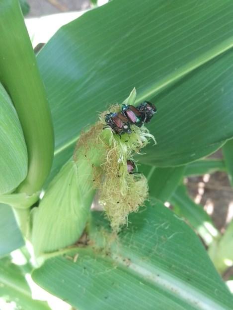 Photo by Chris Smedley, IPM program scout. C. Japanese beetles feeding on and clipping corn silks.