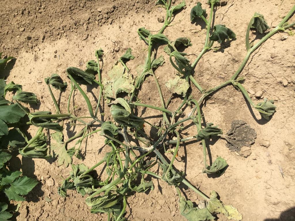 6 Southern Ohio Vegetable and Fruit Update IPM Report July 28th From Zach Charville, OSU Extension IPM Crop Scout Across much of Southern Ohio, harvest of onions, cabbage, lettuce, greens, and early