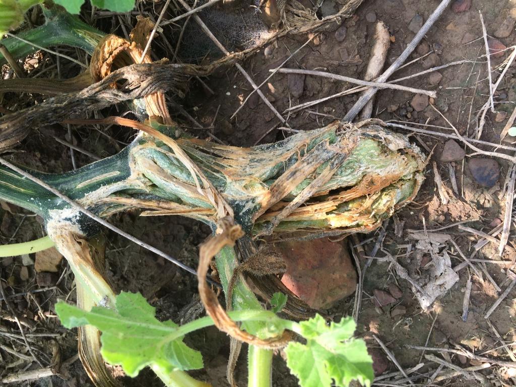 Bacterial wilt and sclerotinia stem rot have been found in a few instances on pumpkin farms. Bacterial wilt is most easily preventable by early control of the cucumber beetle.