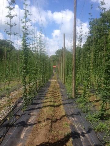 Hops are maturing nicely but about 2
