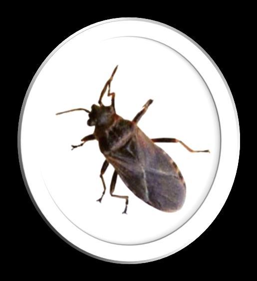 Elm Seed Bug and