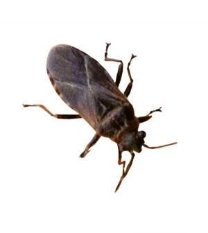 Elm Seed Bug (Arocatus melanocephalus) In the same group as boxelder bugs, lygus seed bugs, stink bugs, bed bugs (true bugs).