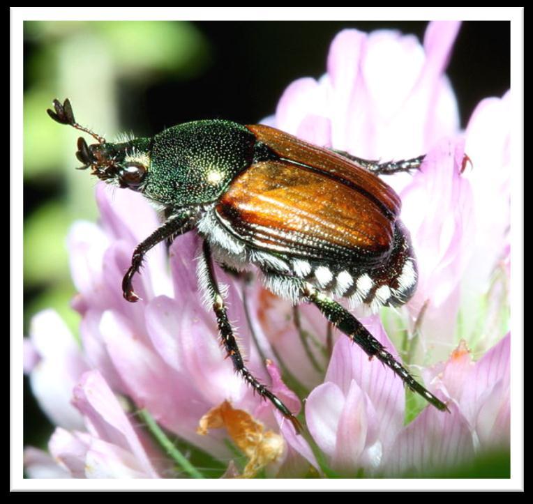 Japanese Beetle (Popillia japonica) Scarab beetle native to Japan; found in NJ nursery in 1916.