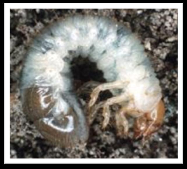 JB grubs feed on organic matter in the soil and on the roots of grasses, including turf grass.