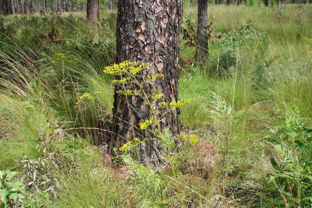 Native Understory Forbs and Grasses for Pollinator and Insect Utilization in Southeastern Longleaf Pine Ecosystems USDA Natural Resources
