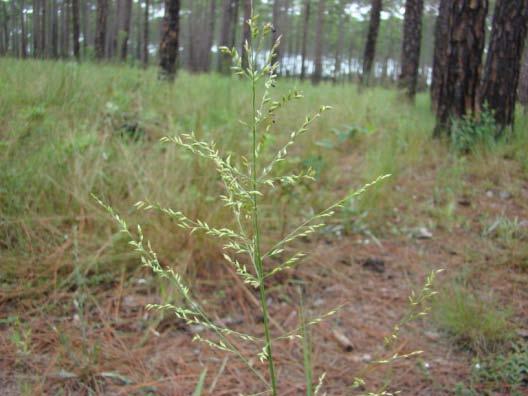 Beaked Panicgrass Panicum anceps Height: 2.0 to 3.