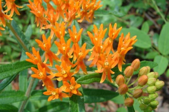 FORBS Butterfly Milkweed Asclepias tuberosa Height: 0.5 to 2.