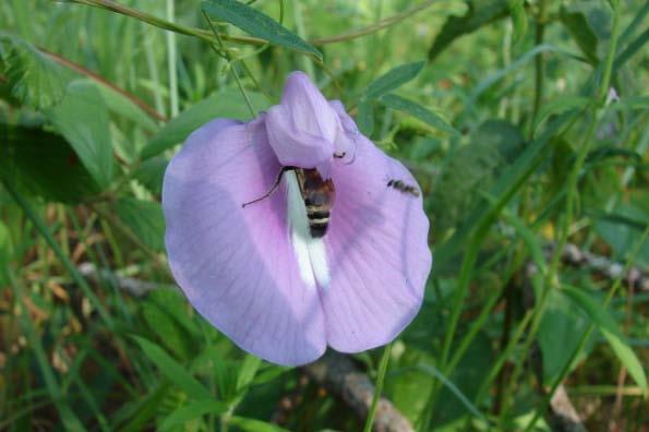 0 ~Price/Pound: $160 to $240,2 Spurred Butterfly Pea Centrosema virginianum Height: 0.