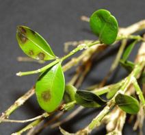 Introduction BOXWOOD BLIGHT AND THOUSAND CANKERS DISEASE o Both diseases are caused by