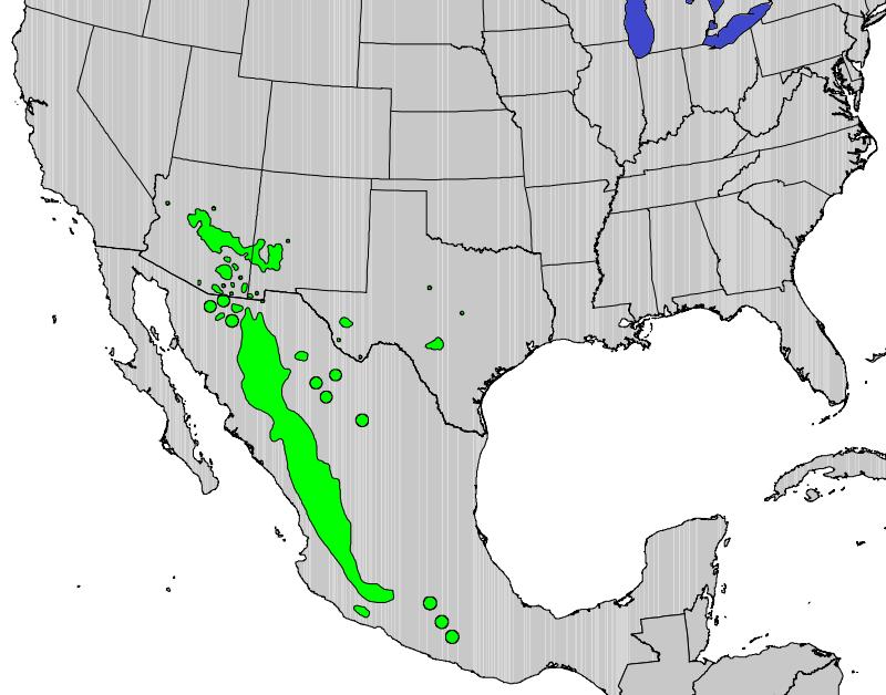 Arizona Walnut Native Range Black Walnut Native Range Source: Atlas of United States Trees,