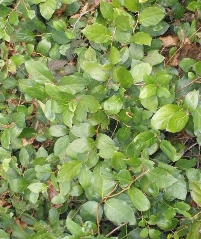 Salal- native Can form creeping ground