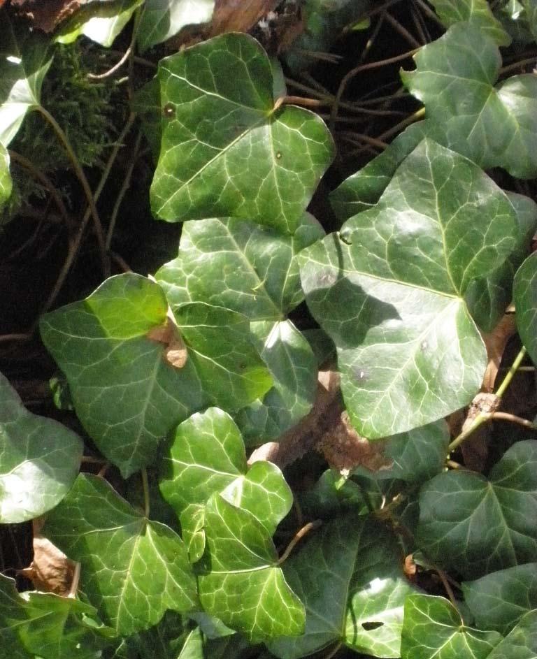 English Ivy-invasive Evergreen climbing