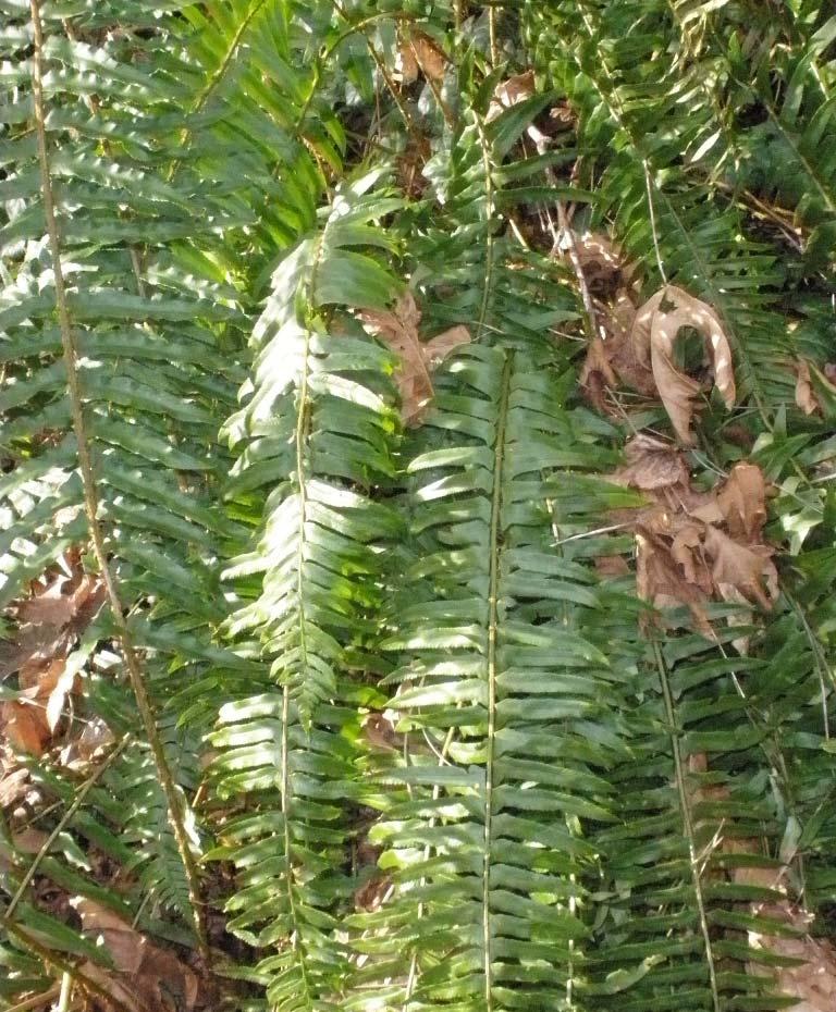Sword Fern-native Large (up to 1.
