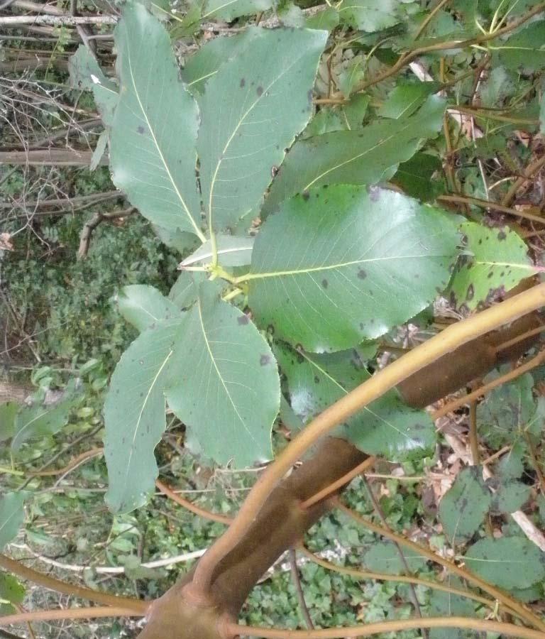 trunk Leaves alternate, oval, to 15 cm long; dark, shiny green above, pale
