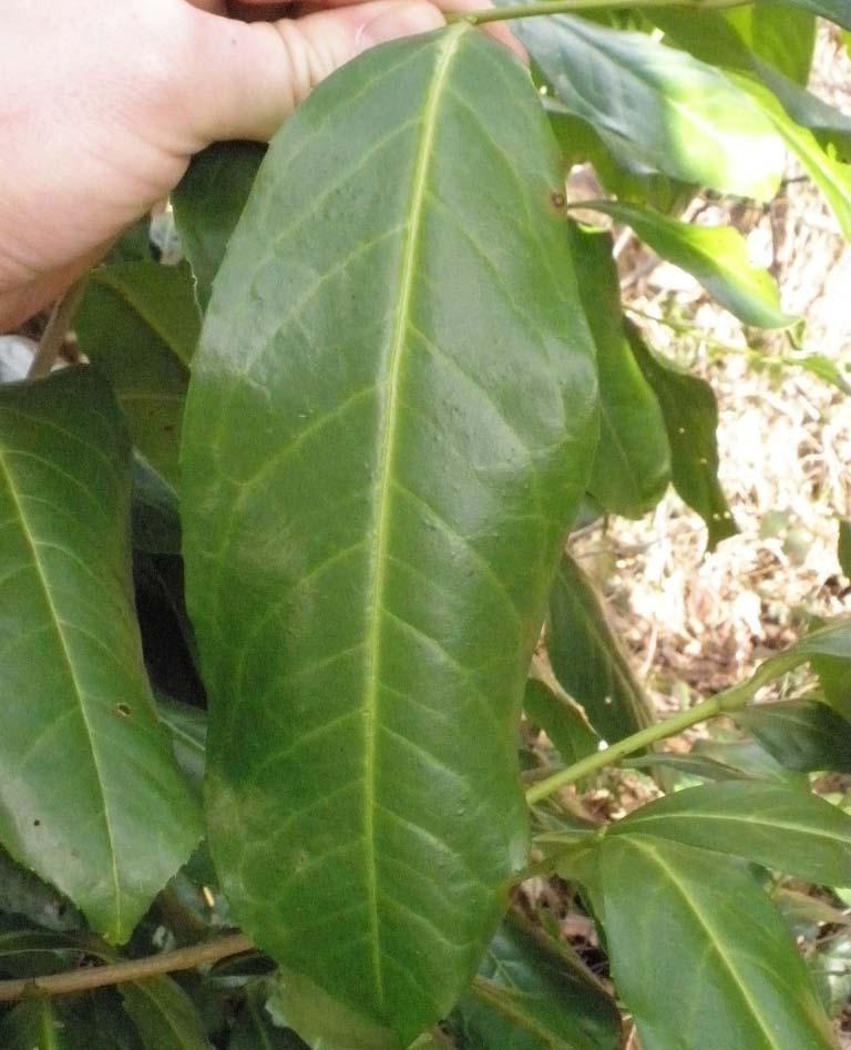 English Laurel- invasive Tall, dense, spreading thicket-forming shrub or small tree to 30