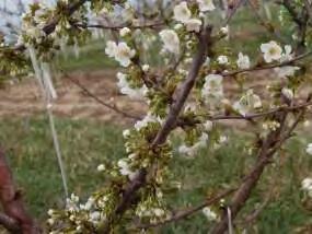 Using to Set Shy Bearing or Frosted Sweet Cherries Philip Schwallier MSUE AVG, aminoethoxyvinylglycine An ethylene biosynthesis inhibitor. Extends flower viability.