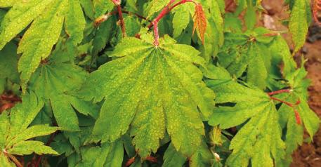 Golden variegated foliage glows through the summer, showing light tints of red on spring