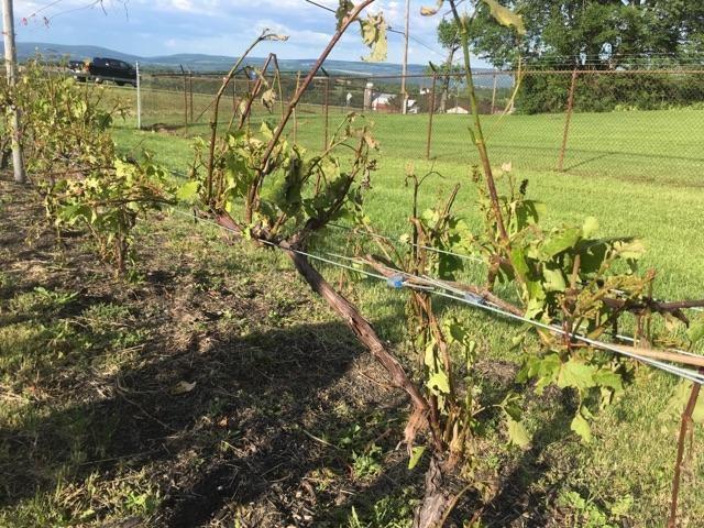 Canopies are filling in, and unlike prior to bloom, when the vines were primarily drawing upon carbohydrate reserves in the roots to fuel growth, over the past few weeks our vineyards have switched