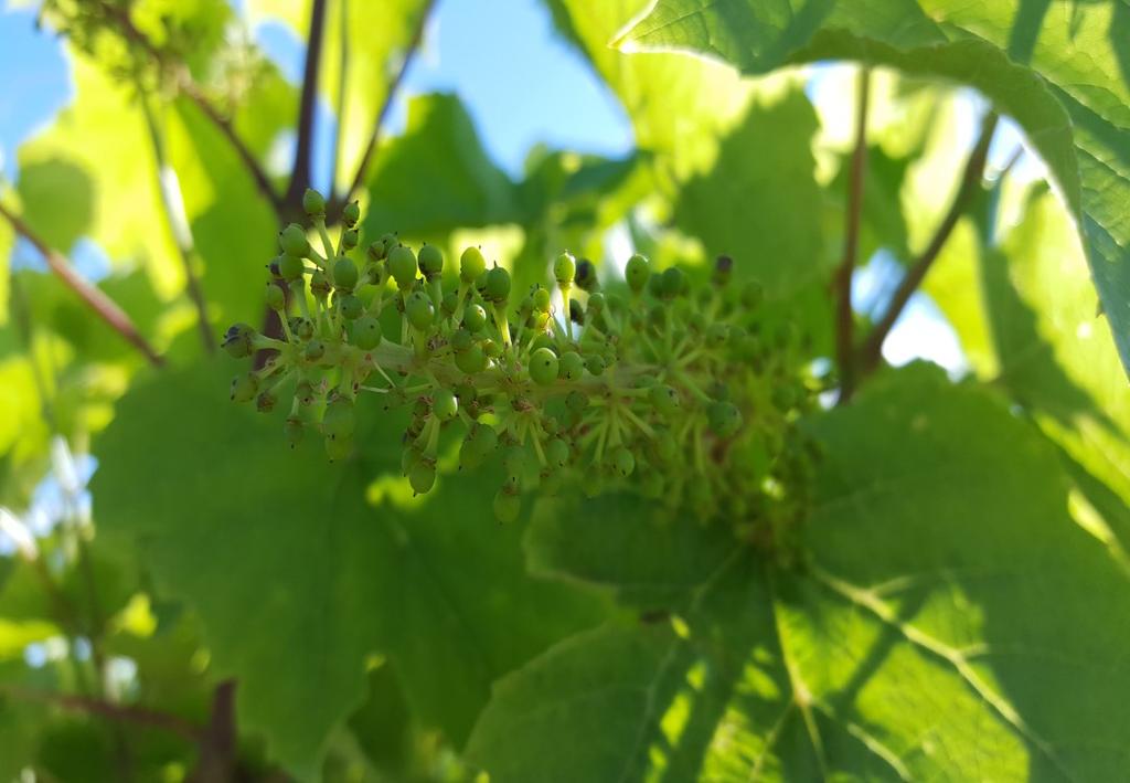 At this point in the season, everything the vine does is about growth. IPM pg. 2 Ag Census pg. 5 Insuring Grapes pg. 6 Events pg. 7 GDD s pg. 9 Berries developing on a Noiret cluster, 6/26/17.