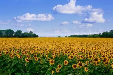 Worldwide Processing of Sunflower Keywords: sunflower processing, sunflower seed processing, de-hulling sunflower seed, sunflower seed roasting, oil